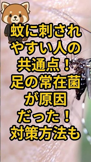 【知らないと損!!】蚊に刺されやすい人の共通点！足の常在菌が原因だった！対策方法も