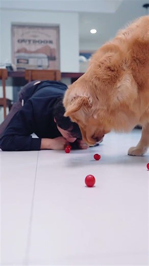 Who Eats Fruits Faster: You or Your Dog? Challenge Accepted