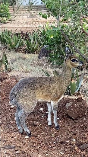 A Quiet Moment with a Klipspringer#serengeti #worldwildlife #naturelover #shortvideo #klipspringer