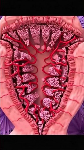 “What Happens During Your Period? 3D Menstrual Cycle Animation”