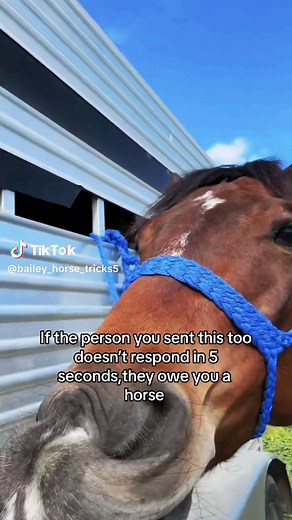 5 Second Horse Challenge: Funny Horse Prank!