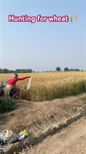 Hunting for Badger 🦡 #hunting #badger #wheat #shortvideo