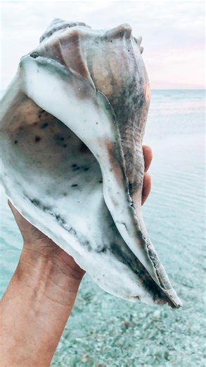 Let’s talk shell spots and why I won’t share them with the public 👀 As always safety is an issue as a female and so although that’s always a concern I wouldn’t say it’s my number one reason.. Over-shelling, lack of respect for the environment, and overcrowding of remote and even protected areas meant for wildlife- not people- are my primary concerns. There are examples of areas that at one point were abundant in shells and now do not have that sea life anymore due to over-harvesting. As with al