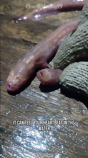 This "Alien" Monster is ACTUALLY Real! 👽