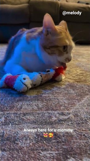 always here for you 😻🥰#melody #cat #funnycats #petvideos #catvideos #bestcat #cutecats