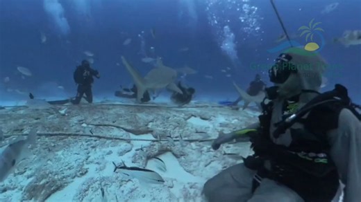 Bull shark diving experience in Playa del Carmen, January and February 2026 season. | Green Planet Tours