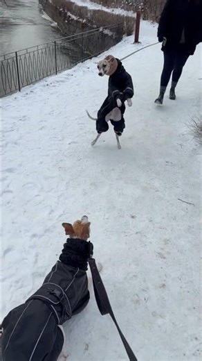 Smitten Dog Overjoyed to Meet His Crush