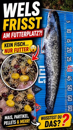 Das war im Magen von diesem Wels! #angeln #wels #feedern #fischen #futterplatz #fisch #angler