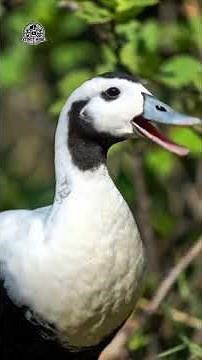 The Labrador Duck | A 150-year-old cold case of extinction #animals #extinction #wildlife #trending