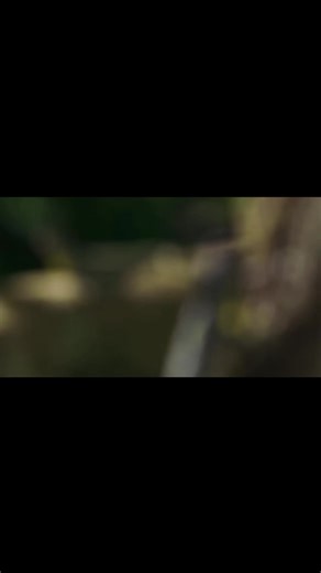 Draco Lizard: A Neat Creature | Nature & Animal Edit