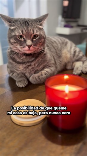 Adorable Cat and Candle Adventures