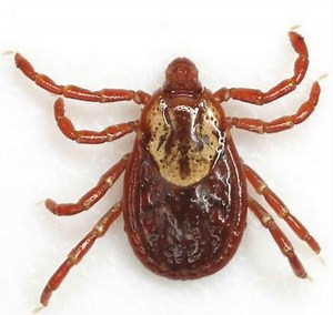 American dog tick disease, life cycle, prevention & how to remove a dog tick