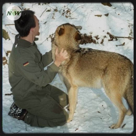 164K views · 16K reactions | Capturing the Soul of Wolves: A Photographer's Journey—[Full story in cᴑmments] | Nature and Wildlife TV | Facebook