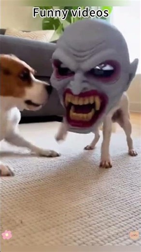 Chihuahua in a scary mask pranks the dog & cat #funnycats #funnydog #cat #dogs #usa