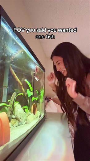 Starting Your First Betta Fish Tank: Tips and Insights