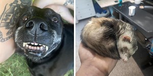 Cleanse Your Browsing History With These 22 Adorable Animals From Reddit's 'Eye Bleach'