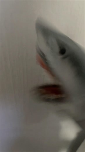 SB Short: Shark Puppet Sings Baldi’s Song! #shorts #baldisbasics