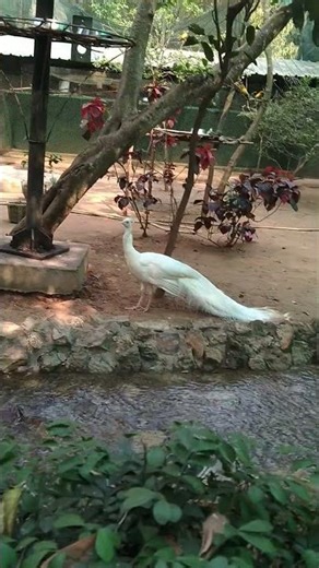 You can see Peacock Valley in Naraj, Cuttack, or Nandankanan Zoological #chamundihills#travel #nirma