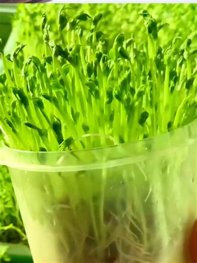 Growing Pea Shoots at Home: A Guide to Urban Farming