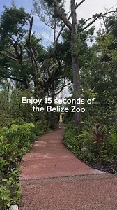 6K views · 304 reactions | Fifteen seconds of pure bliss at the Belize Zoo! From the sounds of the animals to the breathtaking views, it's a place like no other. Witness a diverse range of wildlife in their natural habitats, which makes this zoo one of the most unique experiences in the world. So, take a moment to step into the wild and explore the wonders of the Belize Zoo! IG : Belize Zoo #Belize #TravelBelize | Travel Belize | Facebook