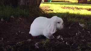 A hutch is not enough. Hutches for rabbits only came about in the Victorian era to store the rabbit for a short amount of time before they went into the pot. They were not kept as pets at this time and they didn't really care about their welfare or health as they were only supposed to live for a short time. And despite the fact that hutches were interned for short term storage as it was the most convenient and a cheap piece of equipment, when rabbits started to be more popular as a pet the hutch