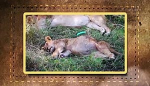 Here's what you'll find inside a turtle's shell