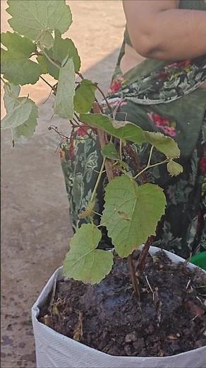 When and How to Repot Potted Grapevines