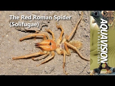The Red Roman Spider 🕷 (Solifugae) #solifugue #stockfootage