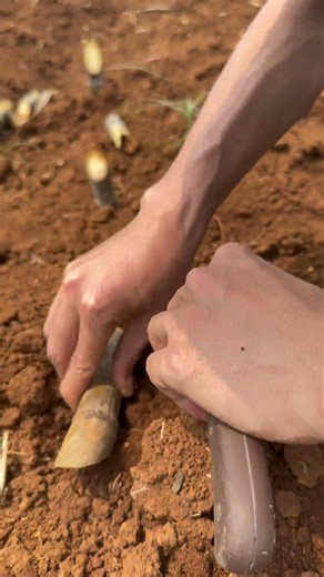 How To Plant Sugar Cane Easily #shorts