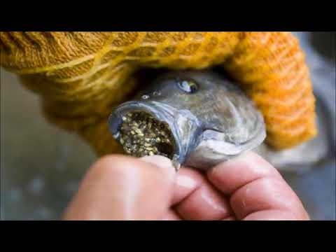 THIS IS WHY YOU SHOULD STOP EATING TILAPIA AND FARMED SHRIMP IMMEDIATELY