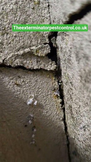 #wasp nest removal #wasp #pestcontrol www.Theexterminatorpestcontrol.co.uk #pest #pestmanagement