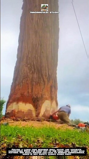 Large Tree Felling with Precision Technique 🌲🪚