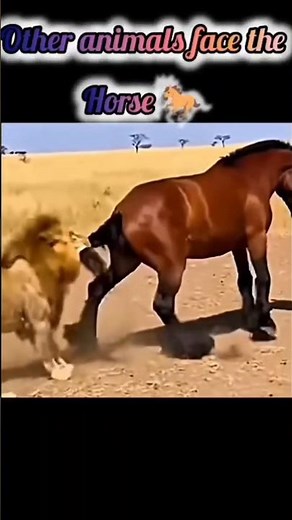 other animals face the horse 🐎