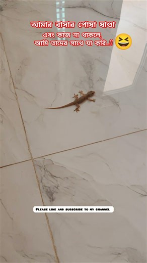 Meet my পোষা ষাণ্ডা (Lizard)! 🦎 My favorite time with this unofficial pet! 😂 #Shorts #Funny #Lizard