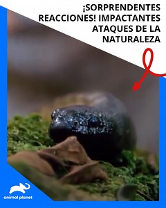 Descubre cómo la naturaleza demuestra su fuerza en este video lleno de emocionantes y divertidos encuentros. Disfruta el contenido de Discovery en MAX. Suscríbete ahora: | Animal Planet Latinoamérica