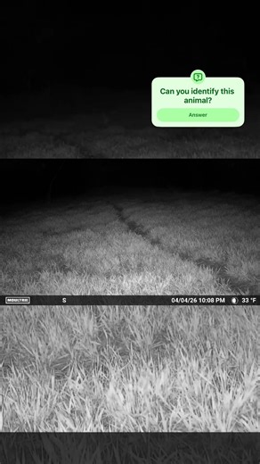 Small Mystery Animal Caught on Our Trail Cam 👀 What Is It? #animals #nature #wildlife #fyp