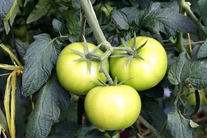 Can You Pick Tomatoes While They’re Green?