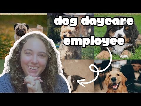 what it's REALLY like working at a DOG DAYCARE // Q & A
