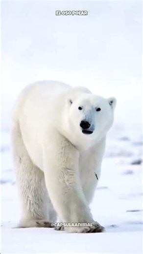 The polar bear is the largest land carnivore. #arctic #funfacts #didyouknow #documentary