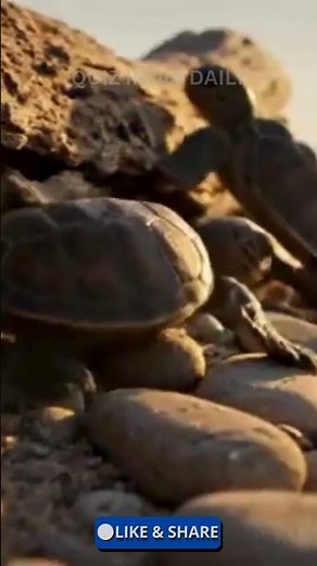 Baby Turtle’s First Journey 🐢 | From Hatching to First Swim 🌊 #Shorts