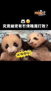 【究竟細佬會唔會被睡魔打敗？🐼】 #NowTV 全新免費頻道* #熊貓TV CH200 已經登陸！自選服務仲有獨家熊貓絕密片段等緊你！👉bit.ly/4aVAEwj ================================== 想了解更多？快啲Click入嚟 bit.ly/40F34pG ，搵我哋傾吓啦 * 新客戶請下載及登入Now TV應用程式免費登記Now ID。熊貓 TV 200台只適用於成功登記Now ID 之客戶。 #NowTV #熊貓TV #PandaTV #Ch200 #直播大熊貓 #香港海洋公園 #hongkongoceanpark #hkoceanpark #hkpanda #giantpanda #海洋公園 #香港大熊貓 香港海洋公園 Ocean Park Hong Kong | Now TV