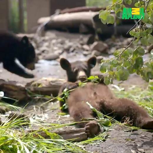 128K views · 1.3K reactions | We could watch this adorableness ALL. DAY. LONG. Rescue cubs for the win! | Animal Planet | Facebook