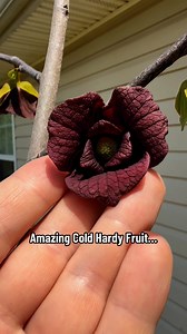 Cold climate? No problem. This RARE fruit tree grows in zones 5-8 and produces a tropical-tasting fruit that looks like a mango and tastes like mango banana! It’s perfect for backyard gardeners, homesteaders, and anyone wanting something truly unique in their food forest. Low maintenance, high reward—this tree is a must-have!#ColdHardyFruitTree #RareFruitTree #BackyardGardening #HomeGarden #GrowYourOwnFood #TropicalFruitInColdClimates #FruitTreeLife #MangoBananaTree #ColdHardyGarden #FoodForestL