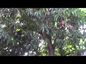 Kent Mango Tree and Fruits
