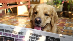 55 shares · 55 comments | Stretch your paws far wide and get all that you can. Our biggest SALE everrr is on 6th-8th of February! Folks, we turn 11 in three days from now, and we are celebrating it with a super fantastic Sale. Visit https://headsupfortails.com for more! | Heads Up For Tails | Facebook