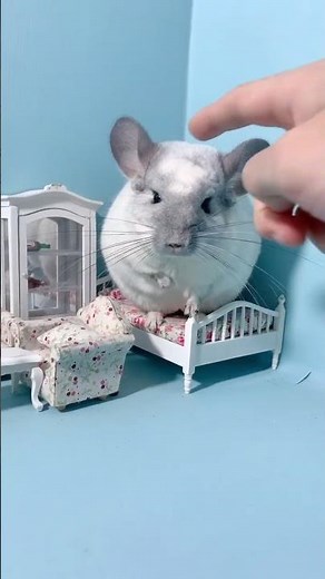 The angry look of a chinchilla ~ #cute pets #chinchilla