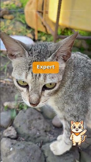 Cat Tail Twitching Decoded 🐱