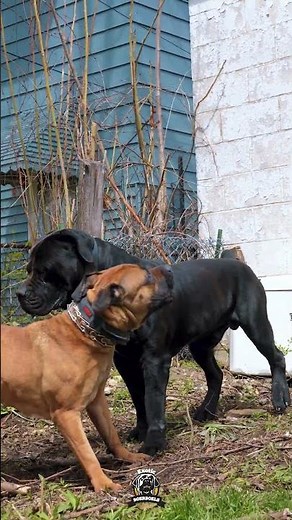 Backyard Breeding? We call it passion. #boerboels #boerboelbreeders #boerboelmastiff