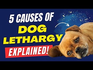 5 Reasons Why Your Dog Might Be Lethargic