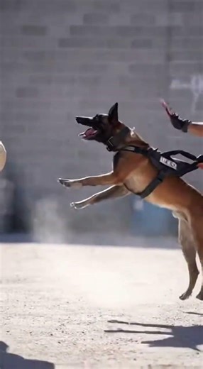 Unleashing the Beast: Elite K9 Protection Training 🛡️ #k9life #military #wildliferescue